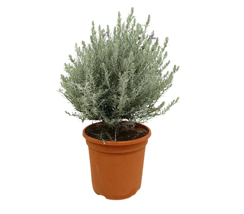 Eremophila Nivea M24 70cm (eremophila Sedosa)