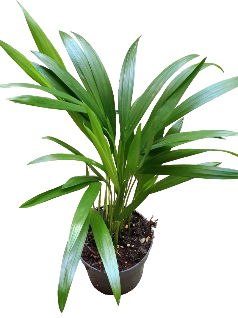 Palmera De Interior Areca Dypsis Ø10 - 1 Und