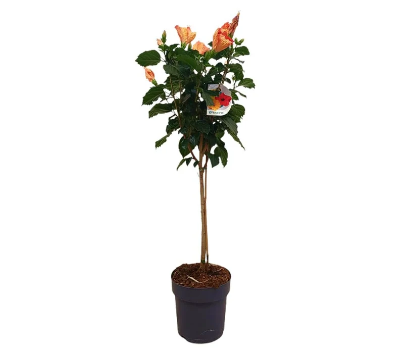 Hibiscus Rosa Sinensis Copa M21 100cm