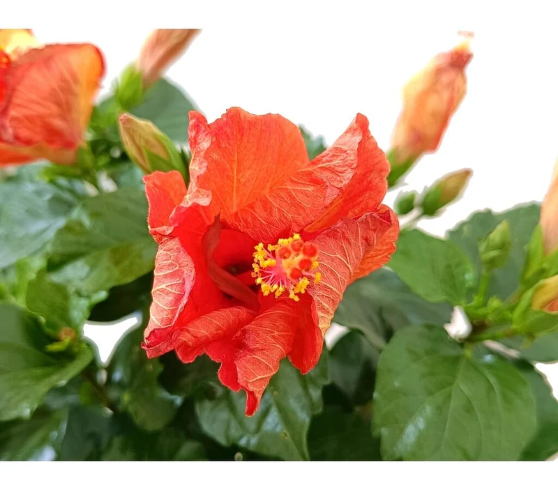 Hibiscus Rosa Sinensis Copa M21 100cm