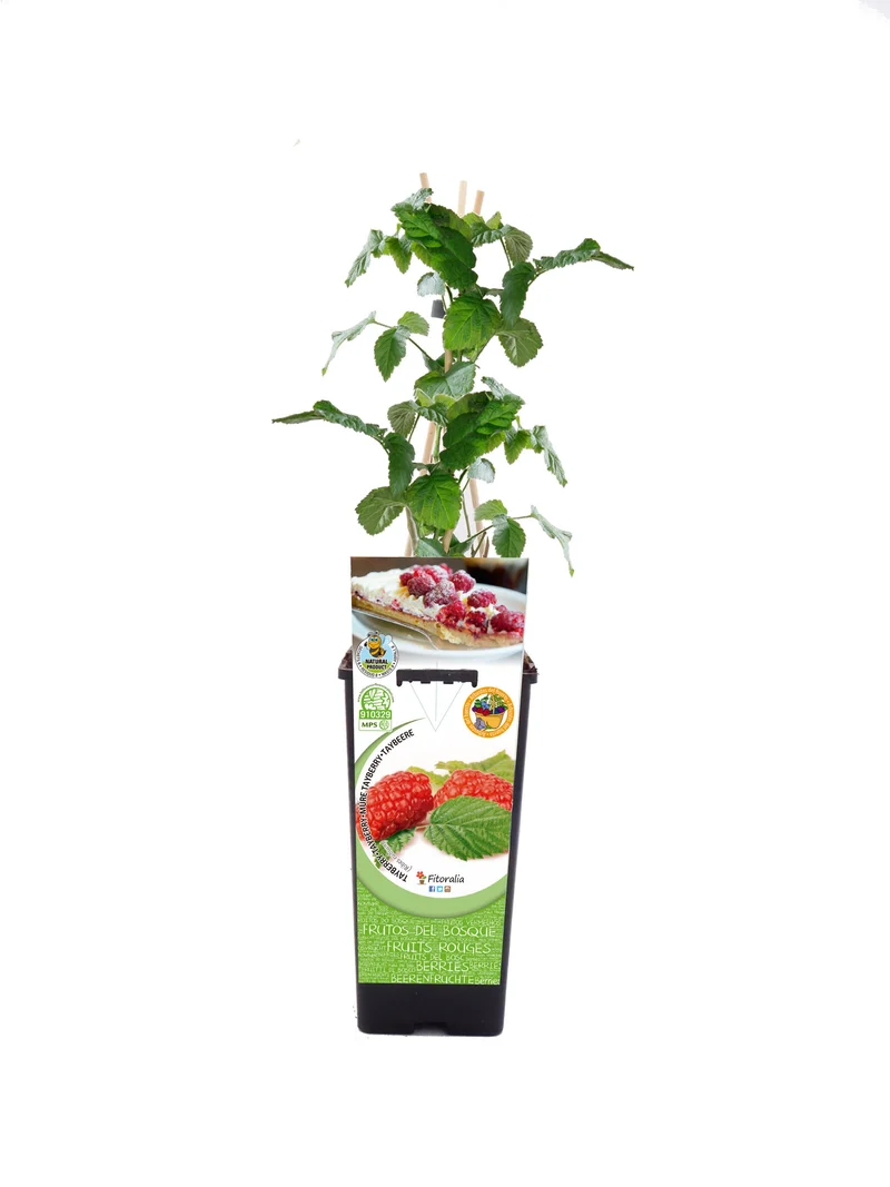 Tayberry En Maceta 2 L. Natural - Fitoralia