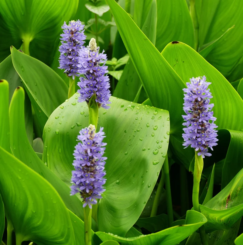 Pontederia - Pontederia Cordata - 15 Plantas