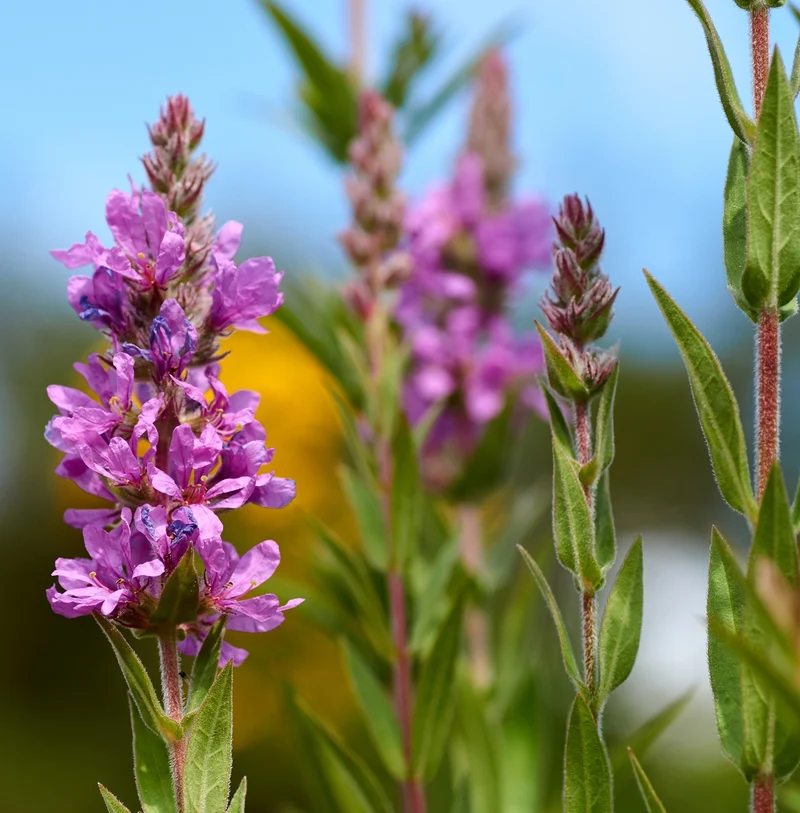 Salicaria - Lythrum Salicaria - 15 Plantas