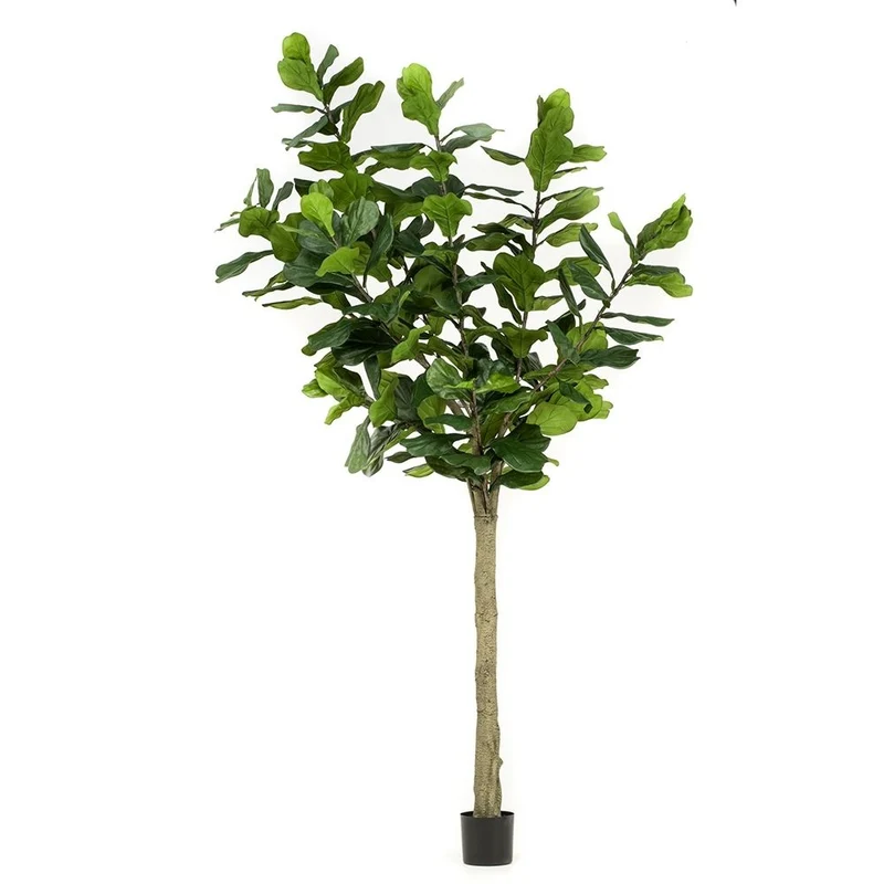 Árbol Ficus LYRATA ALTO de 3m, con tronco alto realismo y macetero básico incluido.