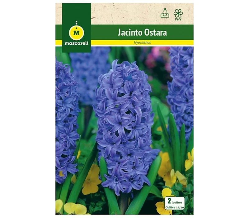 Bulbo Jacinto Ostara Azul