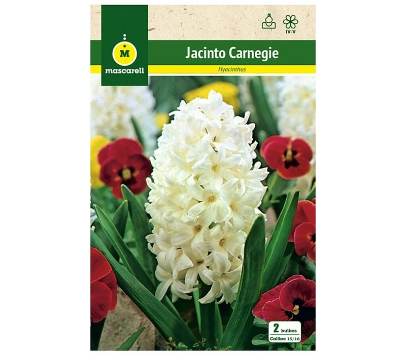 Bulbo Jacinto Carnegie Blanco
