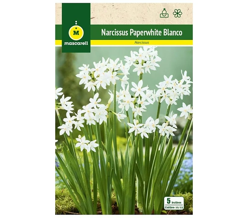 Bulbo Narciso Paperwhites Blanco