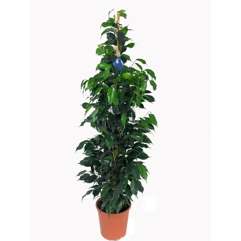 Ficus Daniel M20 120cm