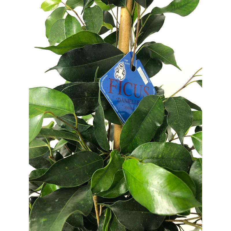 Ficus Daniel M20 120cm