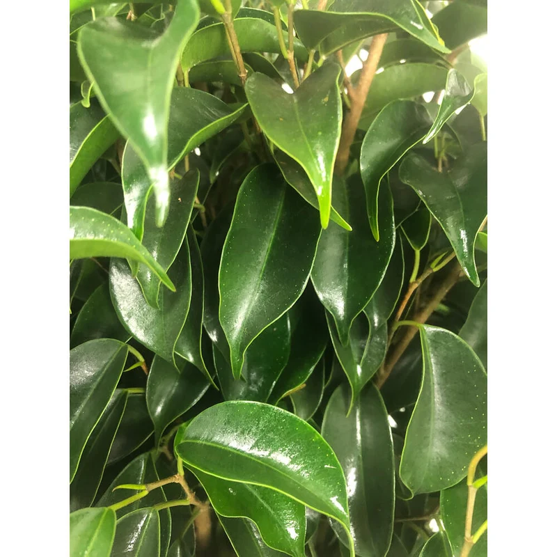 Ficus Daniel M20 120cm
