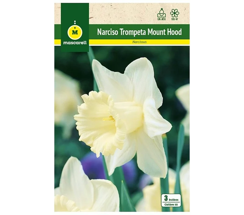 Bulbo Narciso Trompeta Mount Hood