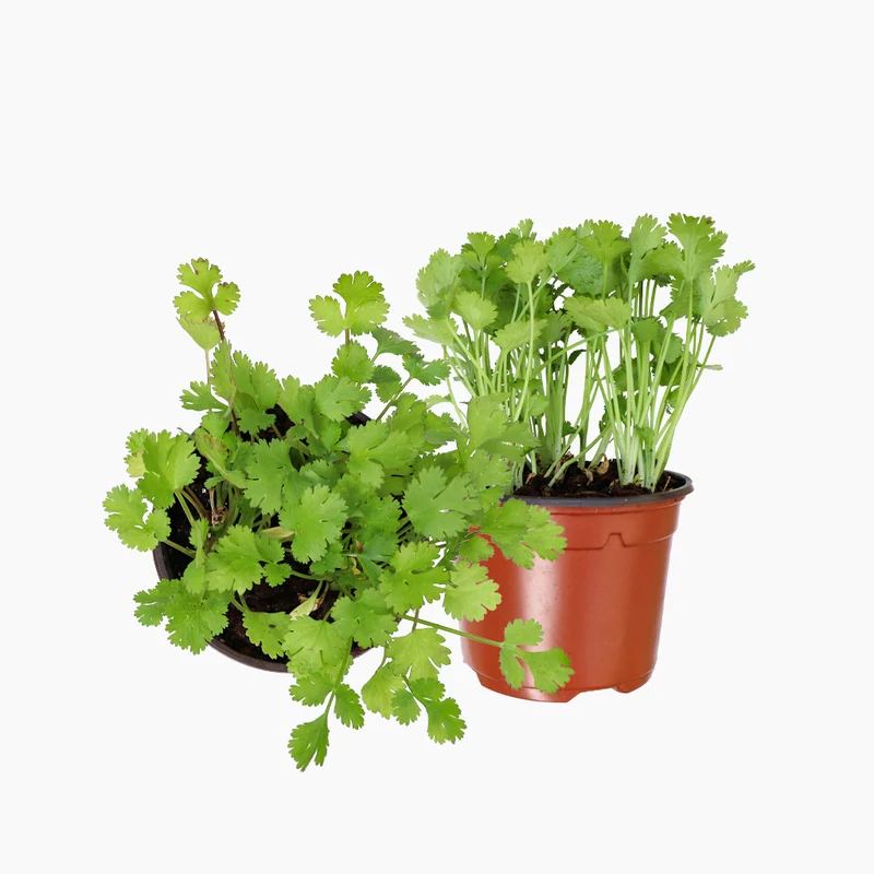 Maceta Cilantro 10,5 Cm - Plantabo