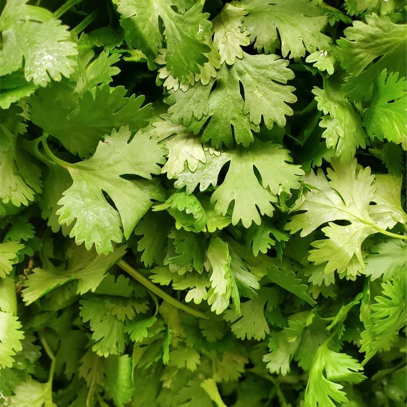 Maceta Cilantro 10,5 Cm - Plantabo