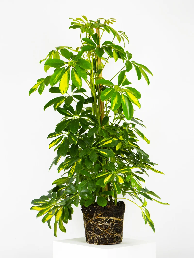 Scheffera | Altura 110cm - Diámetro 20cm