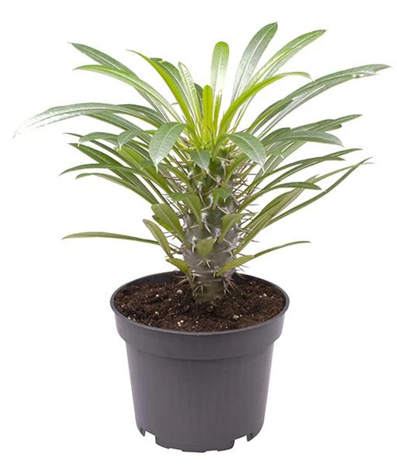 Pachypodium Lamerei Planta Palmera De Madagascar Ø8