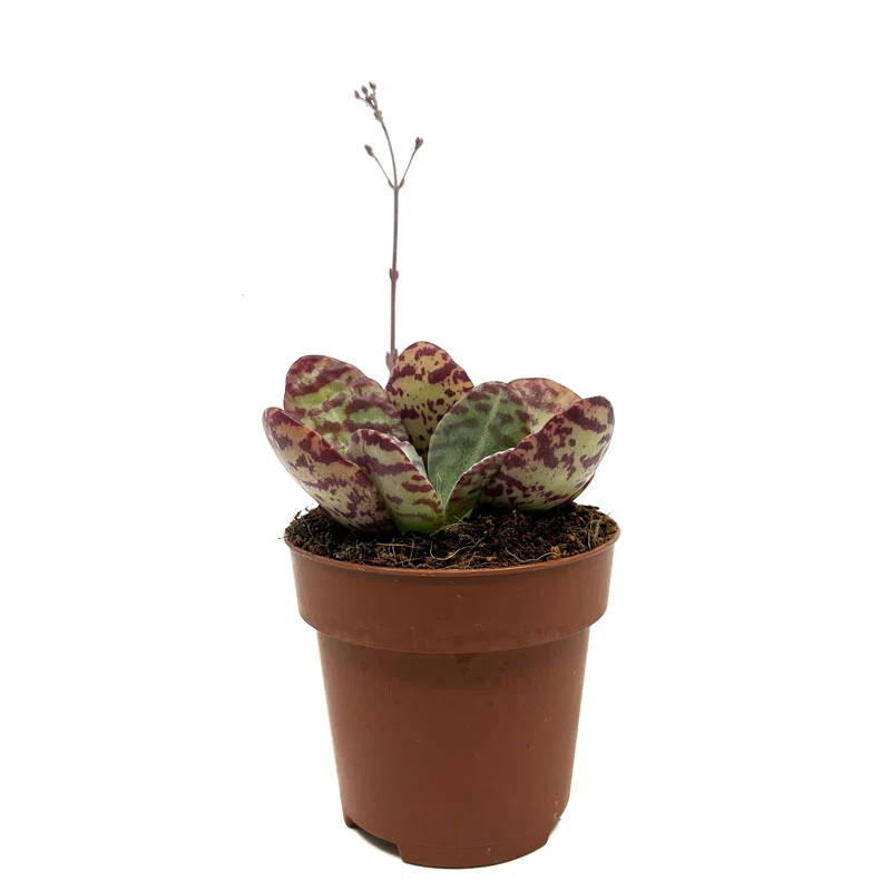 Kalanchoe Humilis Cactus Y Suculentas M8,5 cm Ø