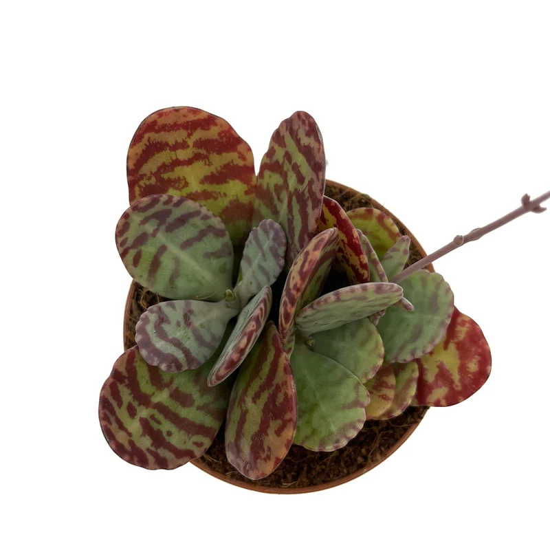 Kalanchoe Humilis Cactus Y Suculentas M8,5 cm Ø