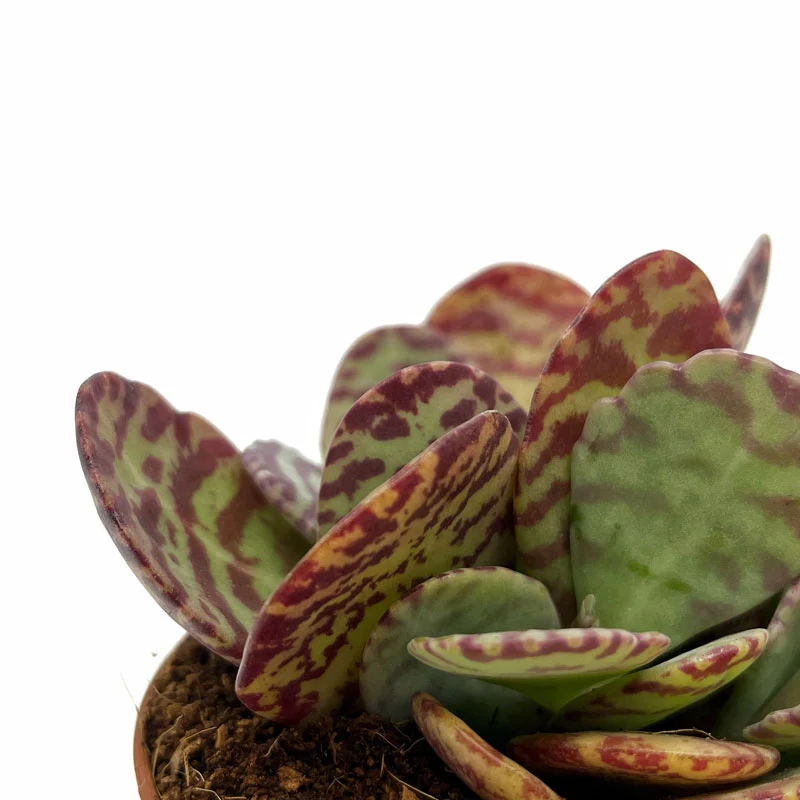 Kalanchoe Humilis Cactus Y Suculentas M8,5 cm Ø