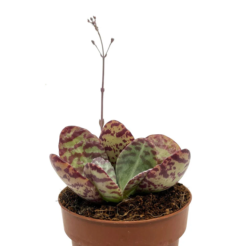 Kalanchoe Humilis Cactus Y Suculentas M8,5 cm Ø