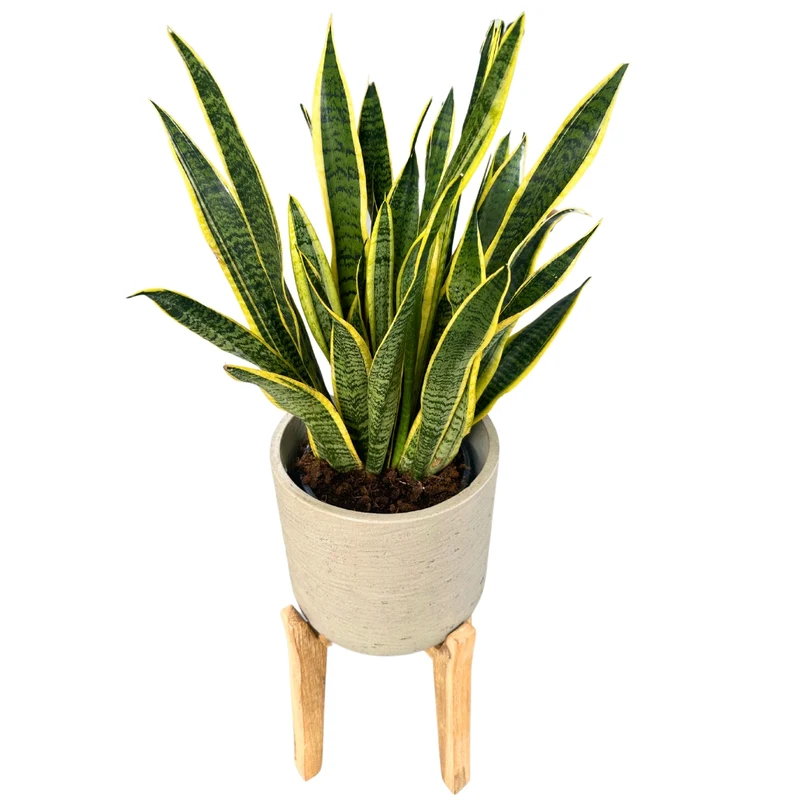 Sansevieria Laurentii: Estilo Y Frescura Con La Lengua De Suegra M20