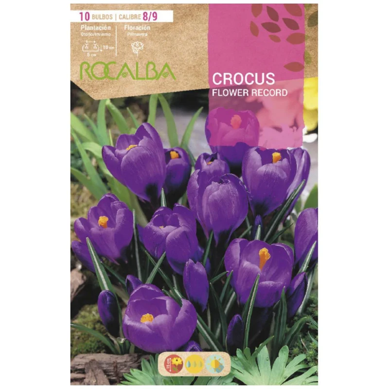 Bulbo Crocus Flower Record púrpura 10 uds Rocalba