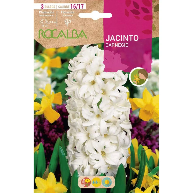 Bulbo Jacinto Carnegie blanco 3 uds Rocalba