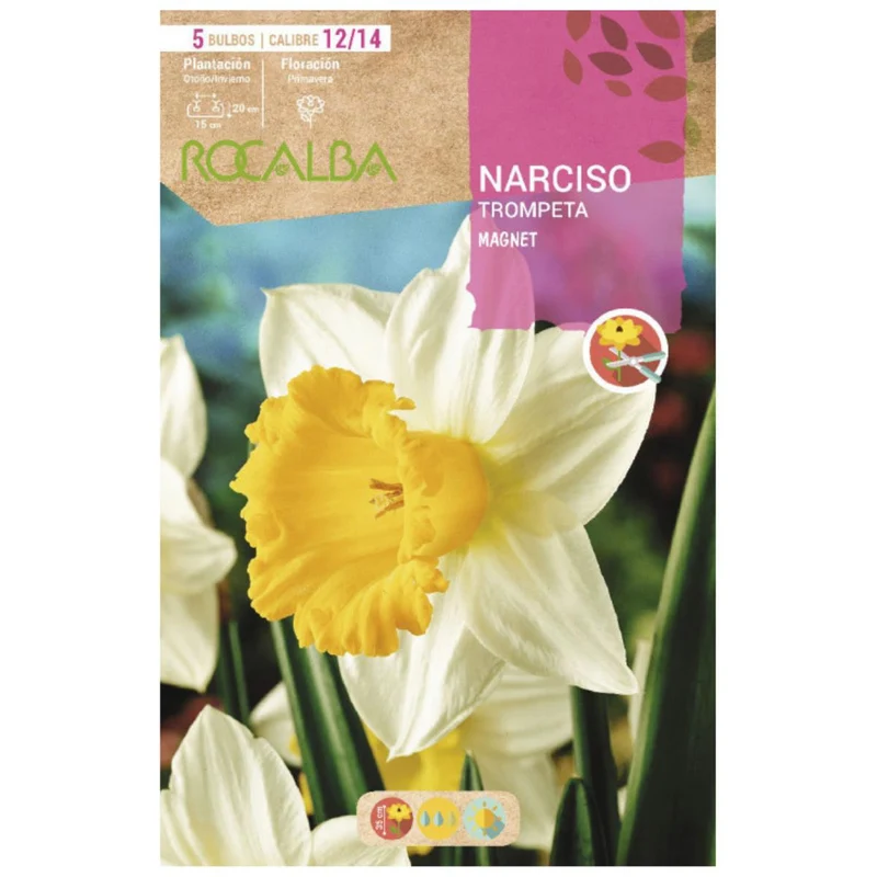 Bulbo Narciso trompeta Magnet blanco amarillo 5 uds Rocalba