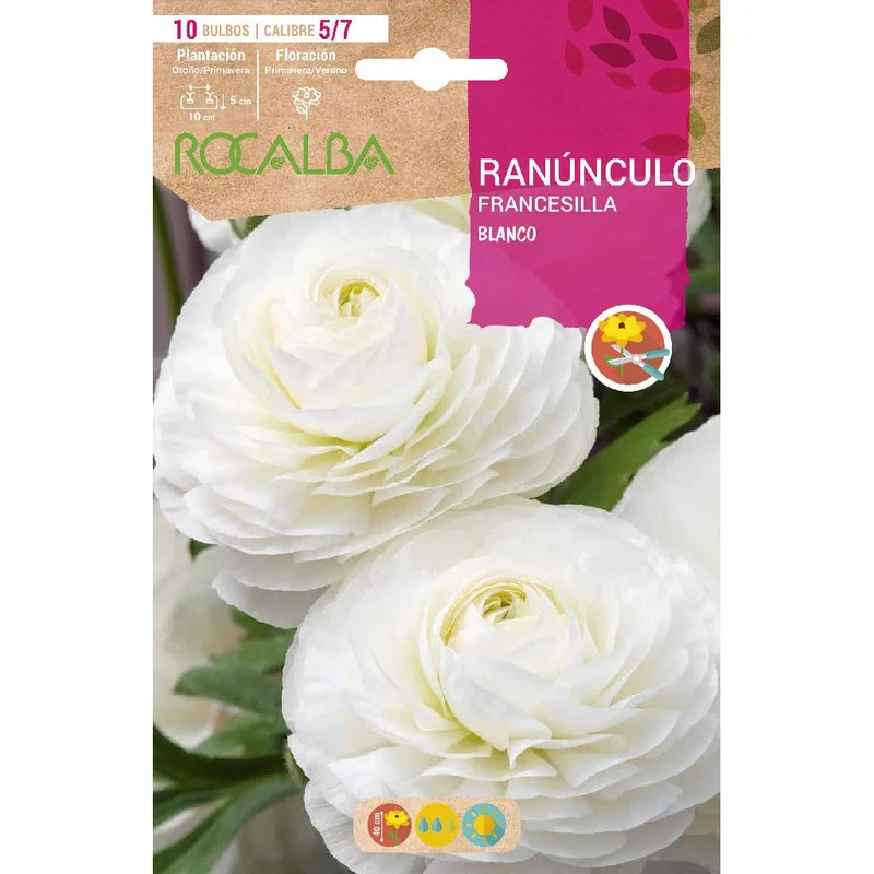 Bulbo Ranúnculo blanco 10 uds Rocalba
