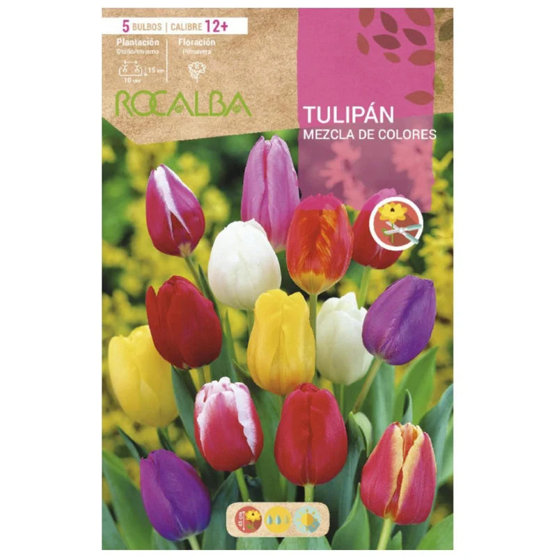 Bulbo Tulipán 12+ mezcla 5 uds Rocalba