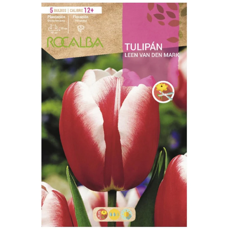 Bulbo Tulipán Leen van den Mark rojo blanco 5 uds Rocalba