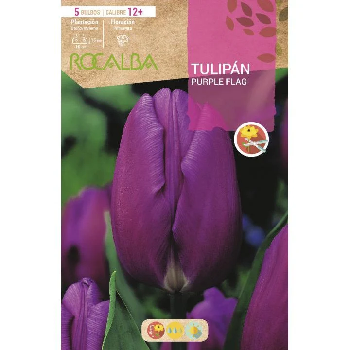 Bulbo Tulipán Purple Flag púrpura 5 uds Rocalba