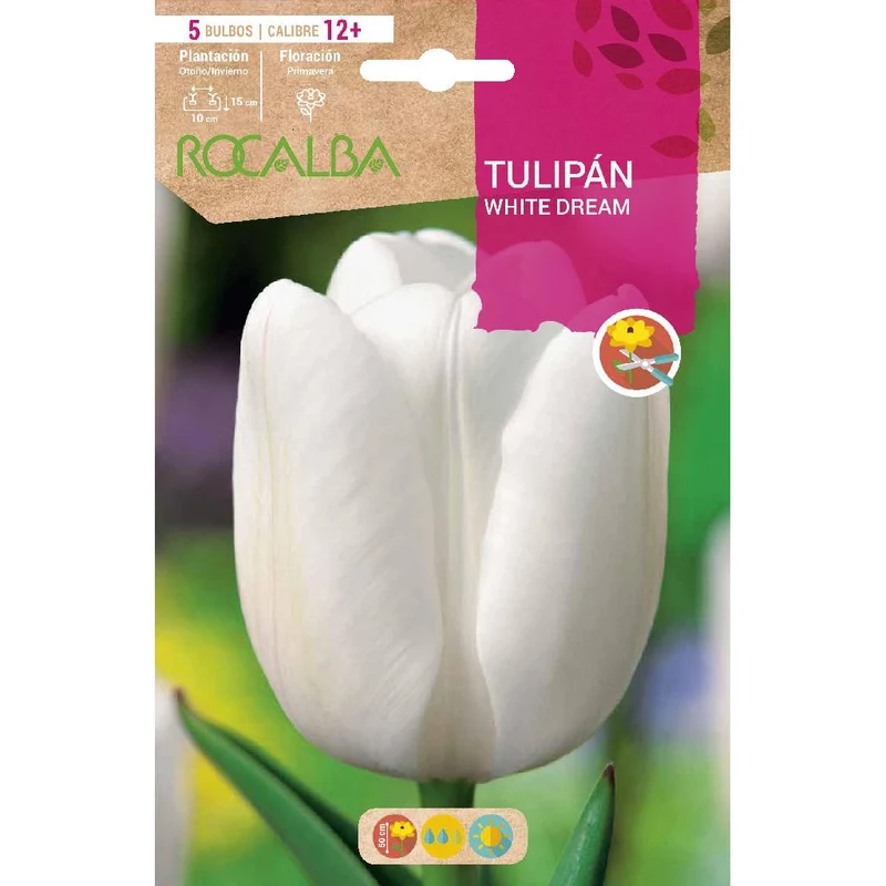 Bulbo Tulipán White Dream blanco 5 uds Rocalba