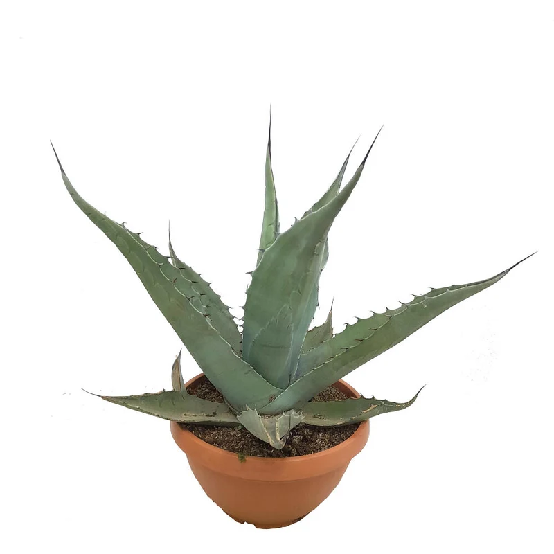 Agave Salmiana T30 90cm