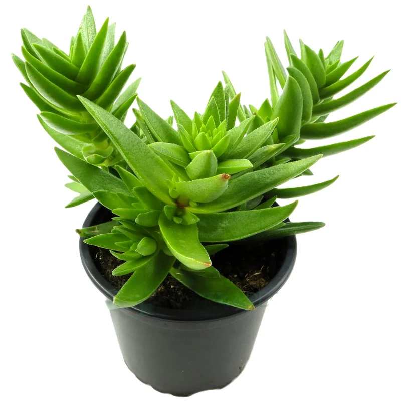 Crassula Capitella Subsp. Thyrsiflora; Planta Suculenta Verde; Curiosarium; Diámetro Maceta 10,5 Cm
