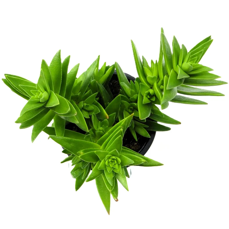 Crassula Capitella Subsp. Thyrsiflora; Planta Suculenta Verde; Curiosarium; Diámetro Maceta 10,5 Cm