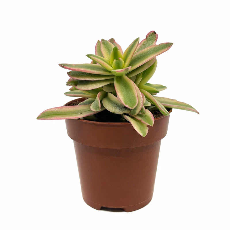 Crassula Capitella 'campfire' Variegata Cactus Y Suculentas M8,5 cm Ø