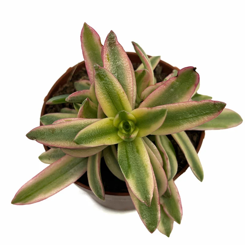 Crassula Capitella 'campfire' Variegata Cactus Y Suculentas M8,5 cm Ø