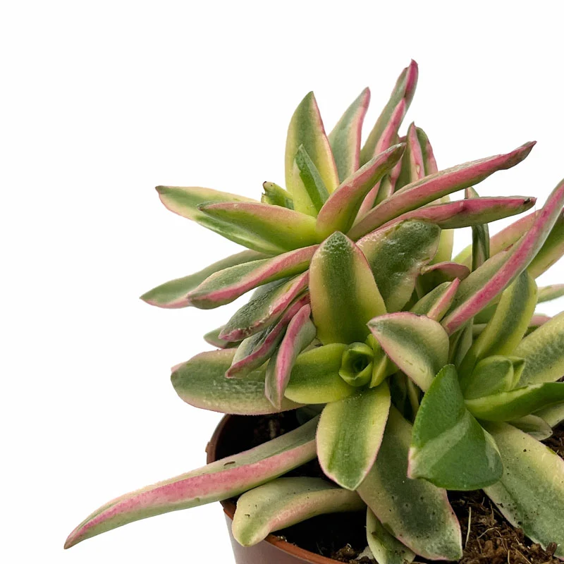 Crassula Capitella 'campfire' Variegata Cactus Y Suculentas M8,5 cm Ø