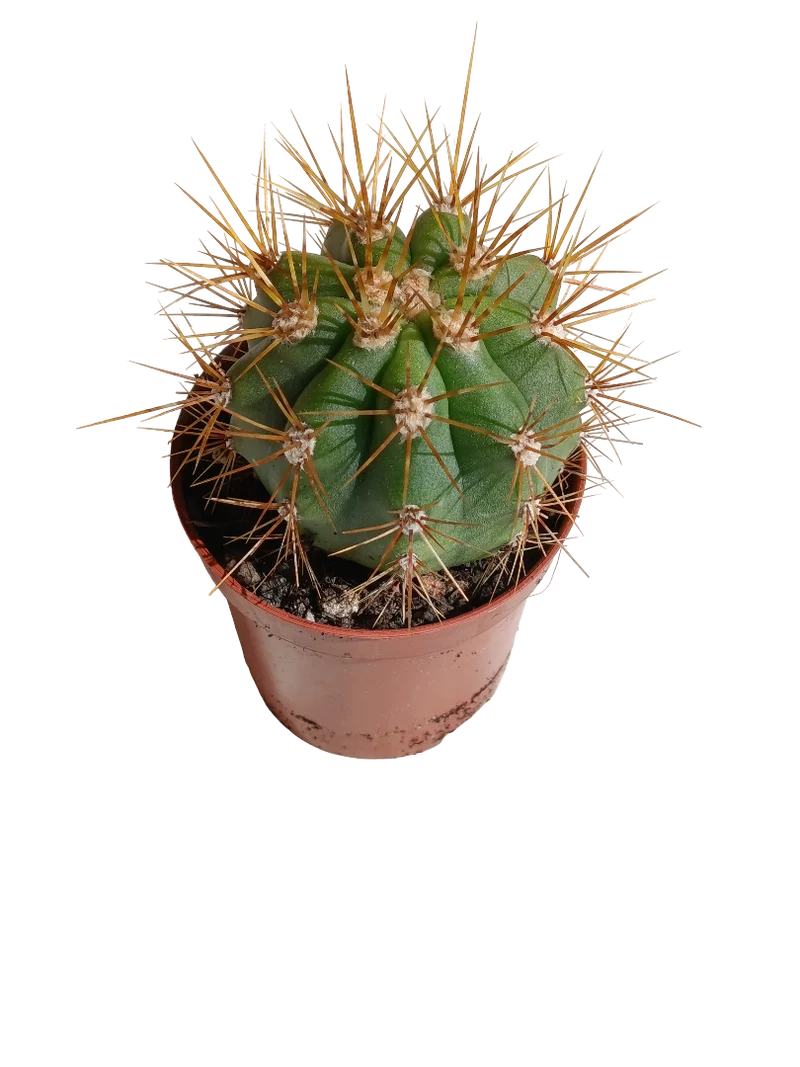 Trichocereus Terscheckii Ø5 Cactus Planta Natural