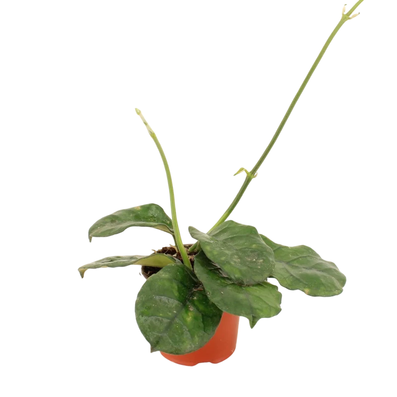 Hoya Villosa Planta Suculenta Colgante Flor De Cera Ø9