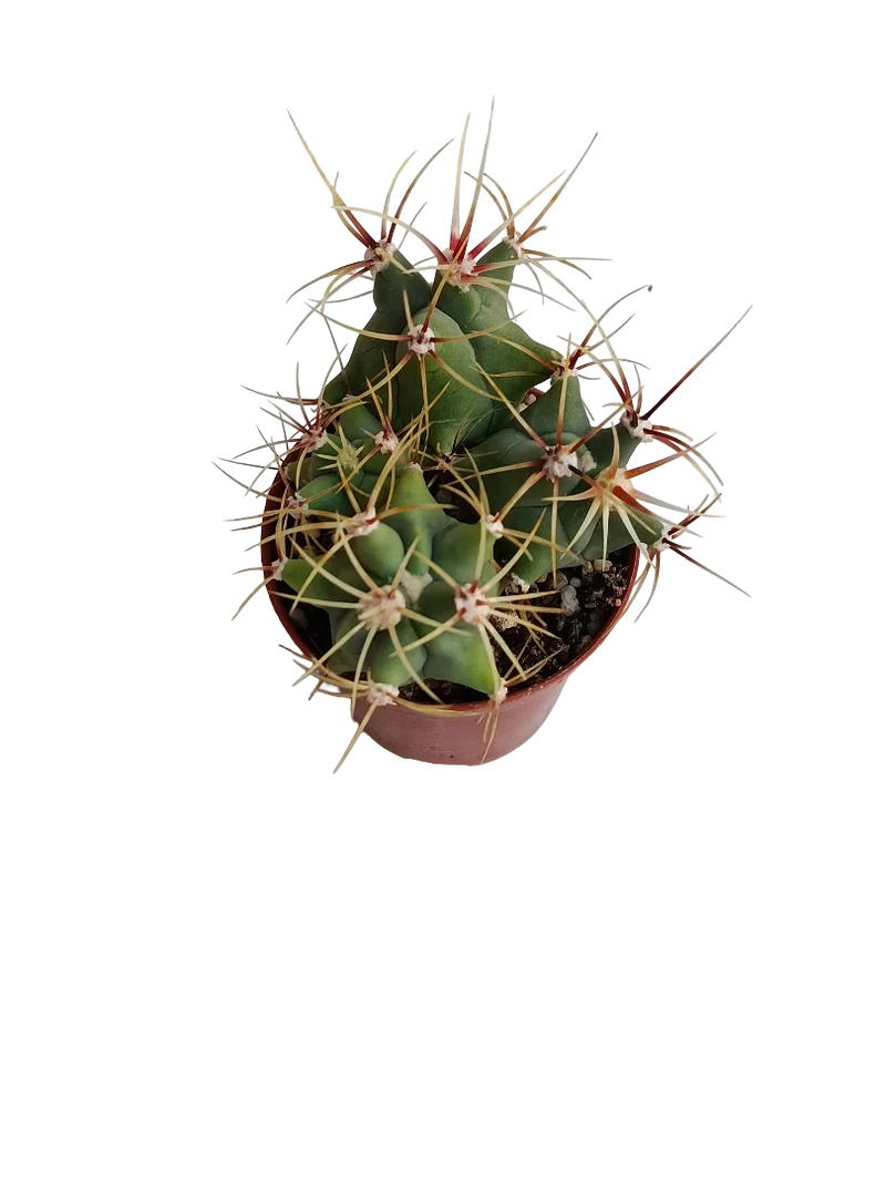Ferocactus Histrix Cactus Planta Natural Ø5