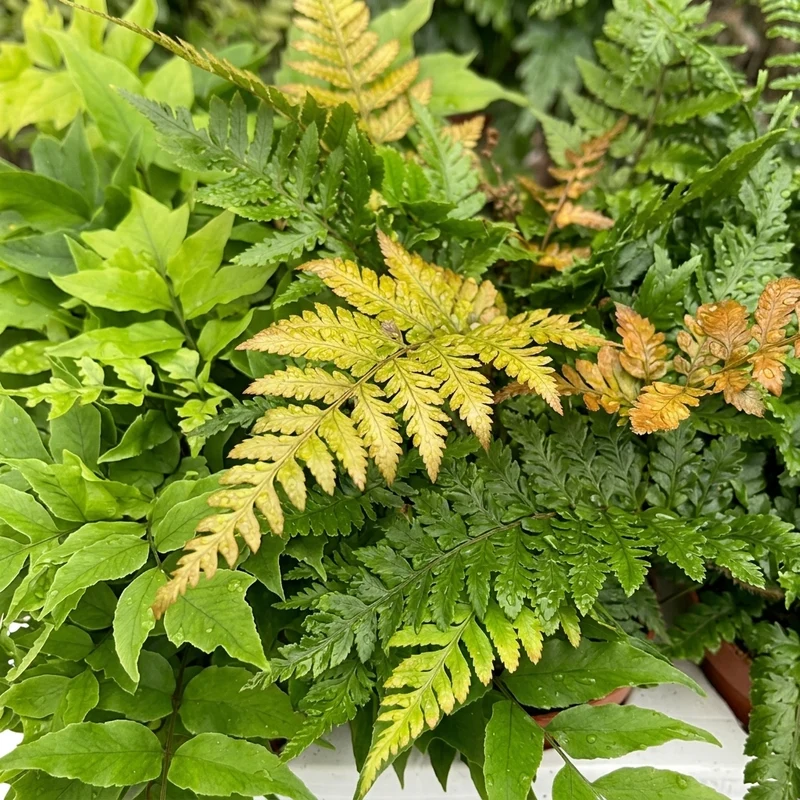 Helecho Exterior Mixto 12 Plantas P9 - Helecho Jardín Borde Estanque Resistente