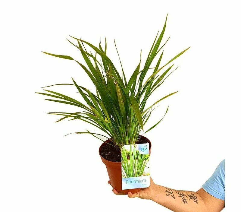 Phormium Tenax M17 30cm
