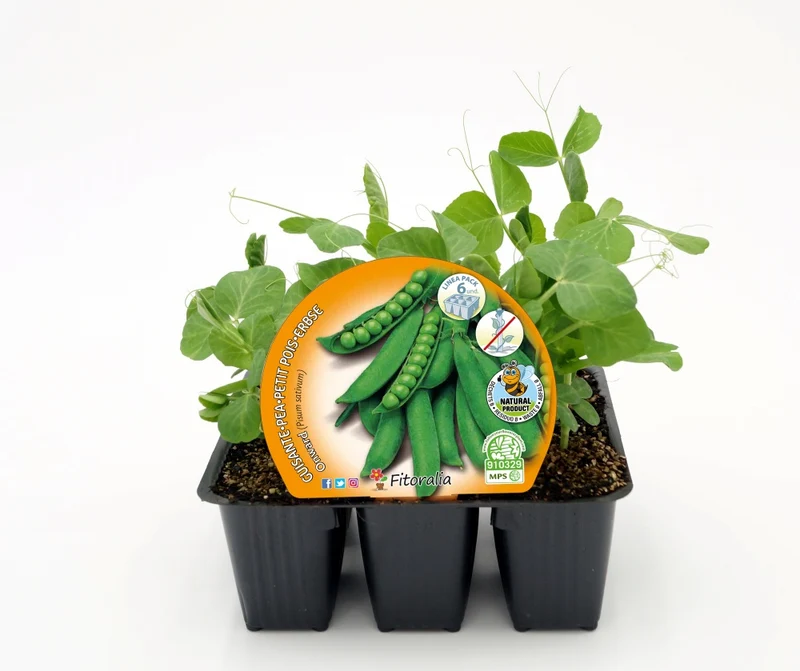 Pack Plantones Guisante Mata Baja 6 Ud. Natural - Fitoralia