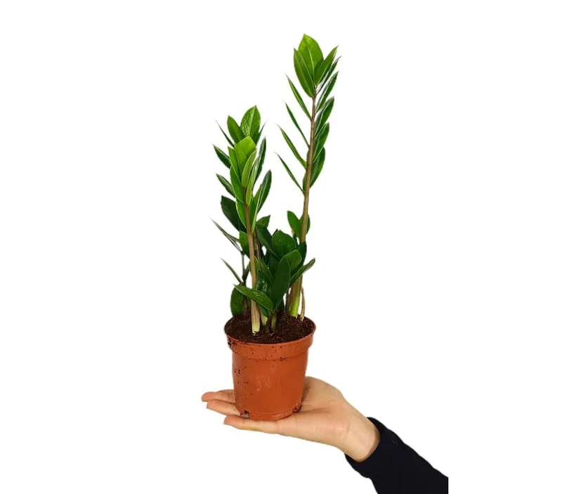 Zamioculca Zamiifolia M11