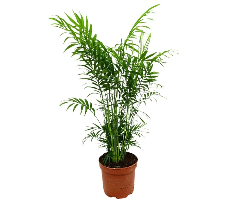 Chamaedorea Elegans M17 65cm