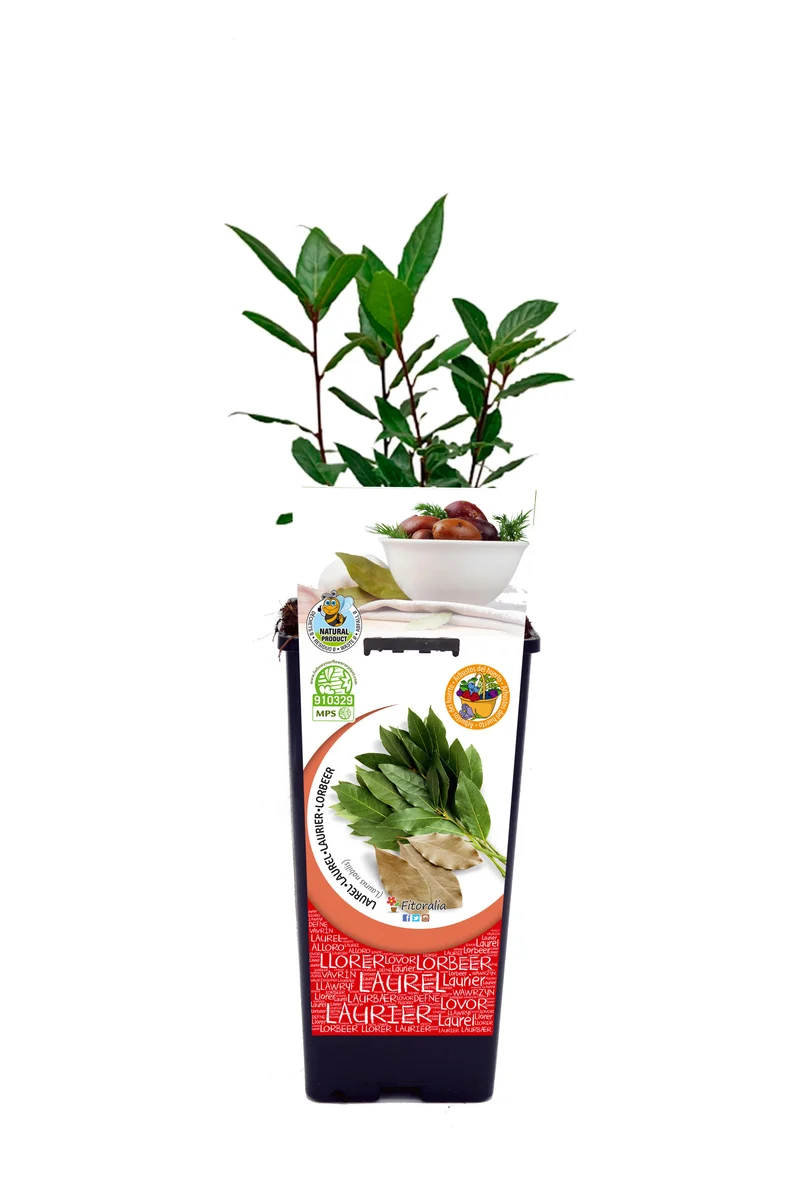 Laurel En Maceta 2 L. Natural - Fitoralia