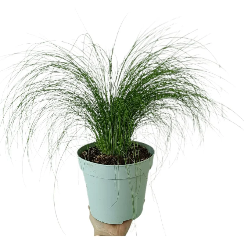 Stipa Tenuissima M17