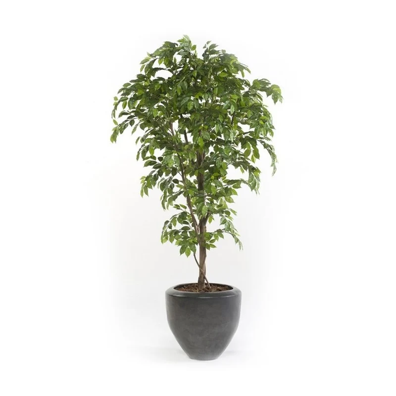 Árbol ficus acabado PREMIUM. Altura 205 cm y 2430 hojas