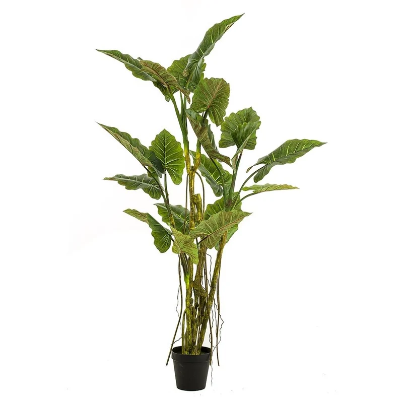 Árbol COLOCASIA. Altura: 195 cm